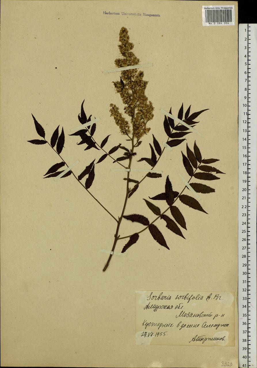 Sorbaria sorbifolia (L.) A. Braun, Siberia, Russian Far East (S6) (Russia)