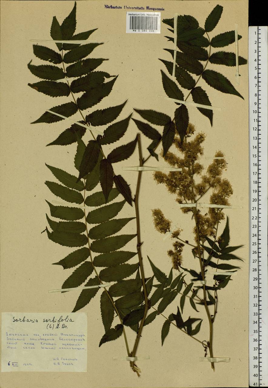 Sorbaria sorbifolia (L.) A.Braun, Siberia, Russian Far East (S6) (Russia)
