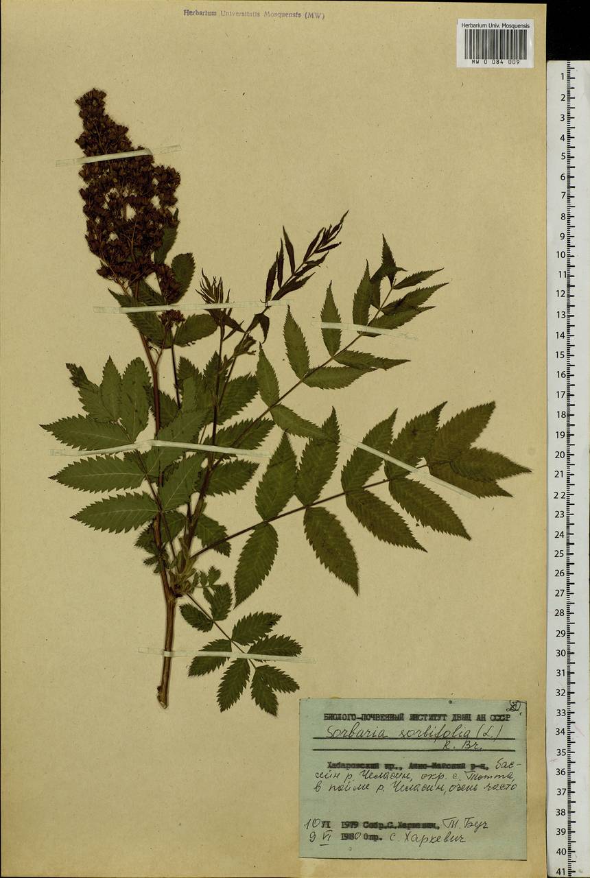 Sorbaria sorbifolia (L.) A. Braun, Siberia, Russian Far East (S6) (Russia)