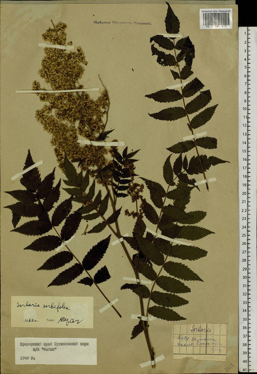 Sorbaria sorbifolia (L.) A. Braun, Siberia, Russian Far East (S6) (Russia)