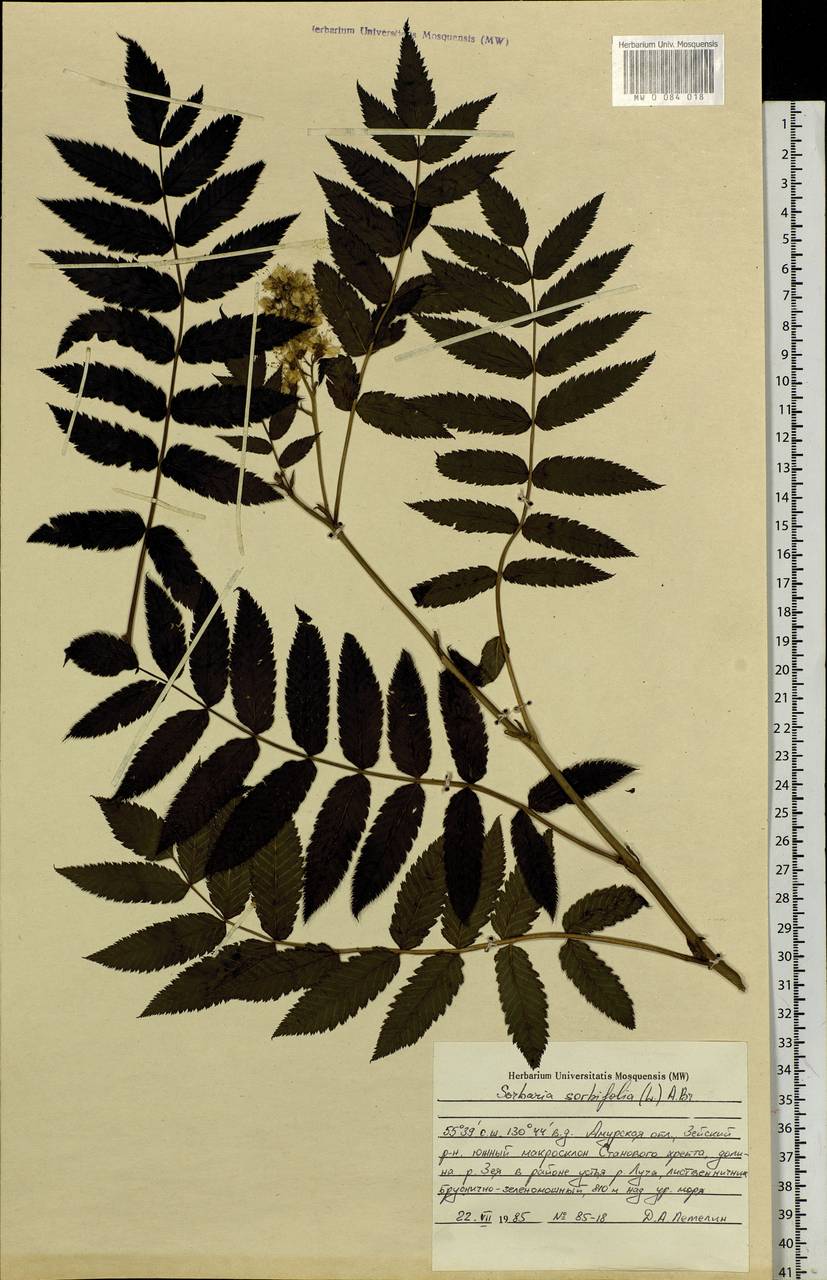 Sorbaria sorbifolia (L.) A.Braun, Siberia, Russian Far East (S6) (Russia)