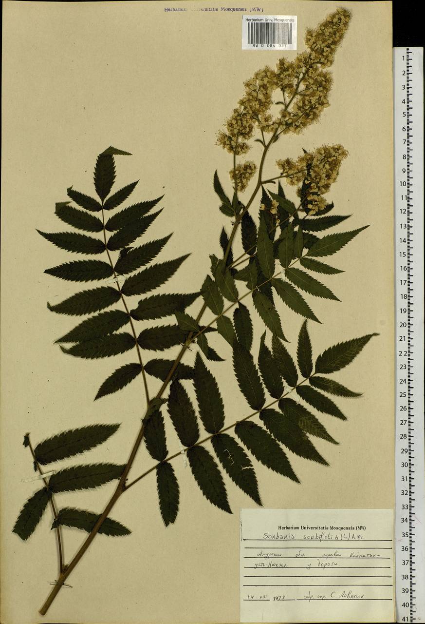 Sorbaria sorbifolia (L.) A. Braun, Siberia, Russian Far East (S6) (Russia)