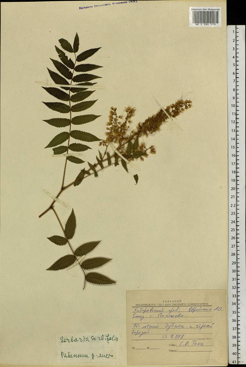 Sorbaria sorbifolia (L.) A. Braun, Siberia, Russian Far East (S6) (Russia)