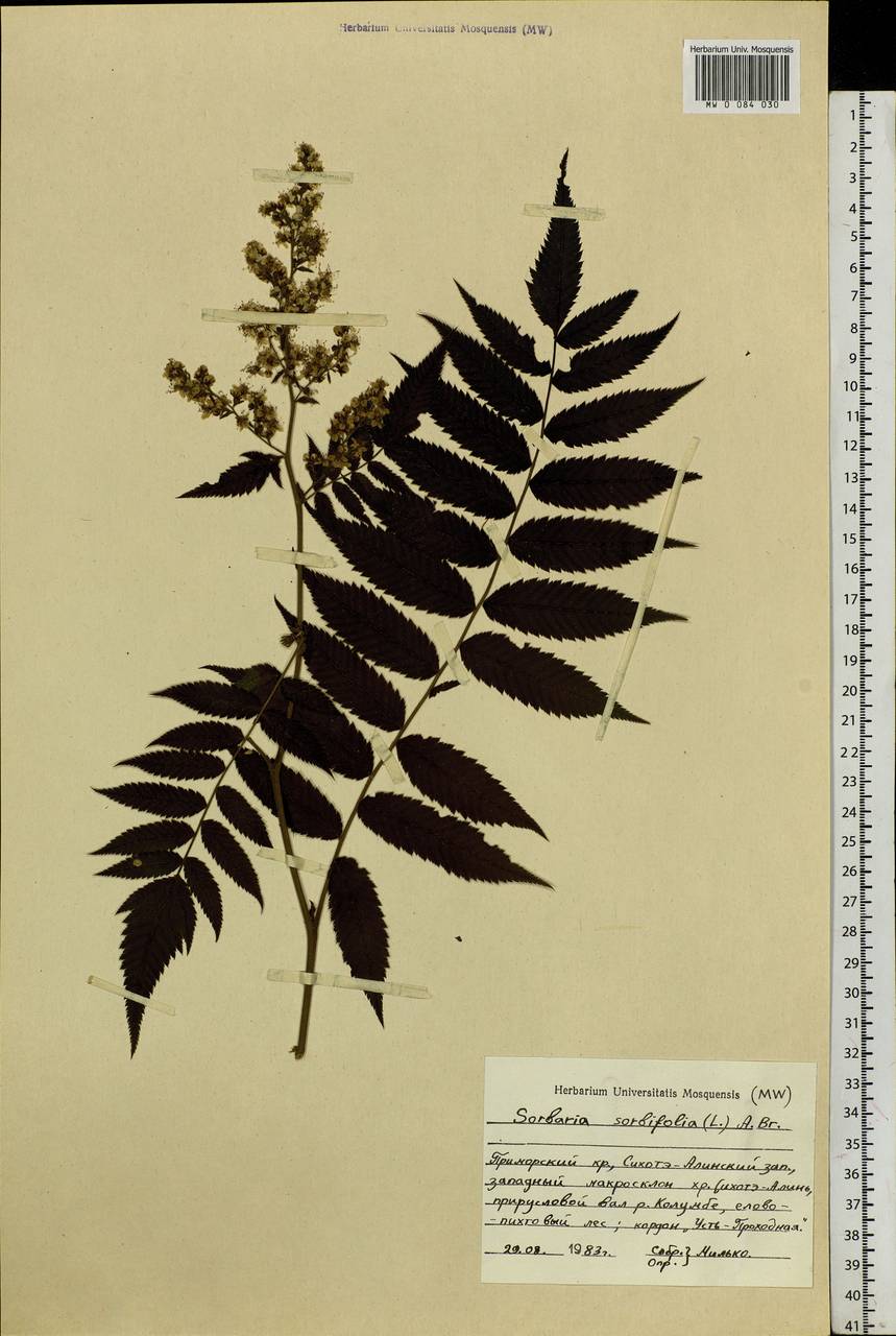 Sorbaria sorbifolia (L.) A. Braun, Siberia, Russian Far East (S6) (Russia)