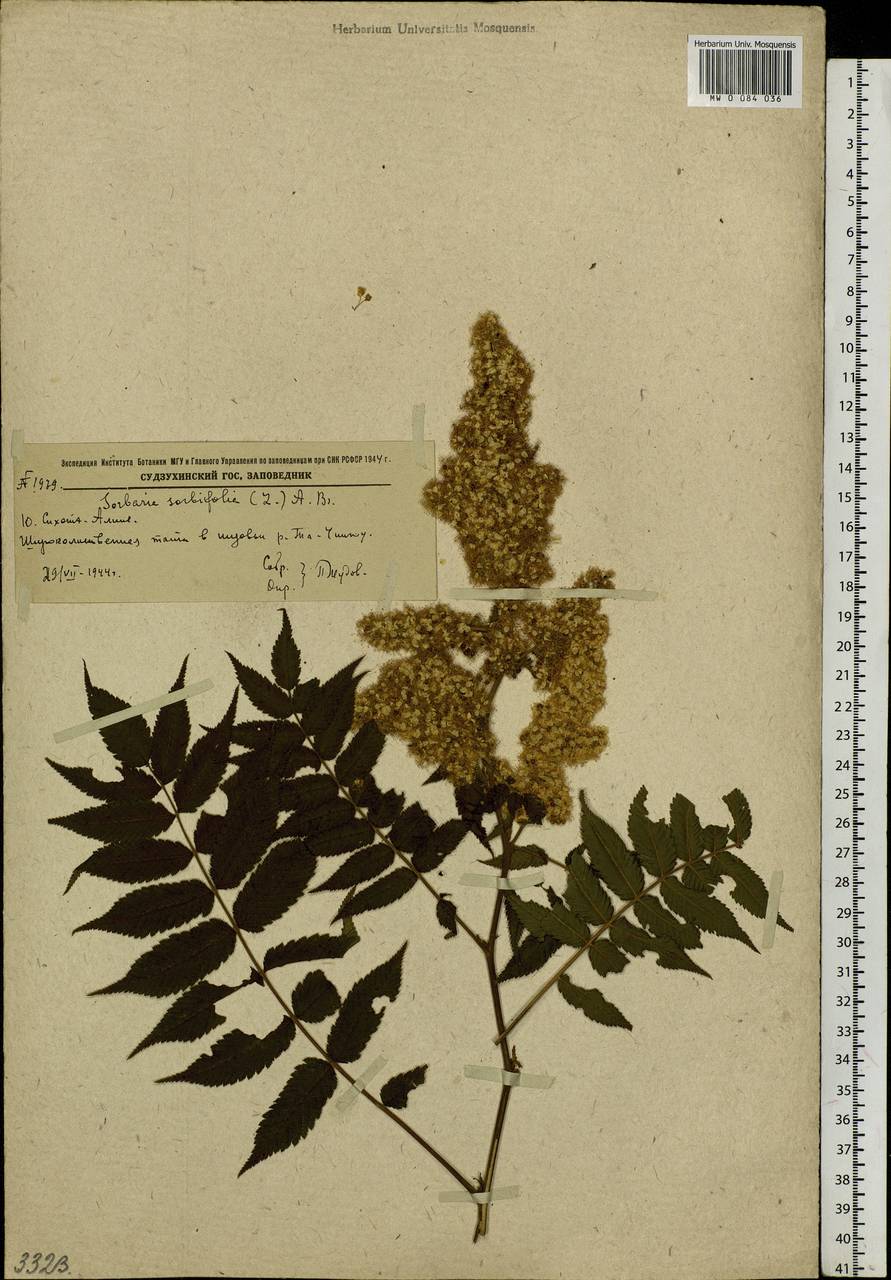 Sorbaria sorbifolia (L.) A. Braun, Siberia, Russian Far East (S6) (Russia)