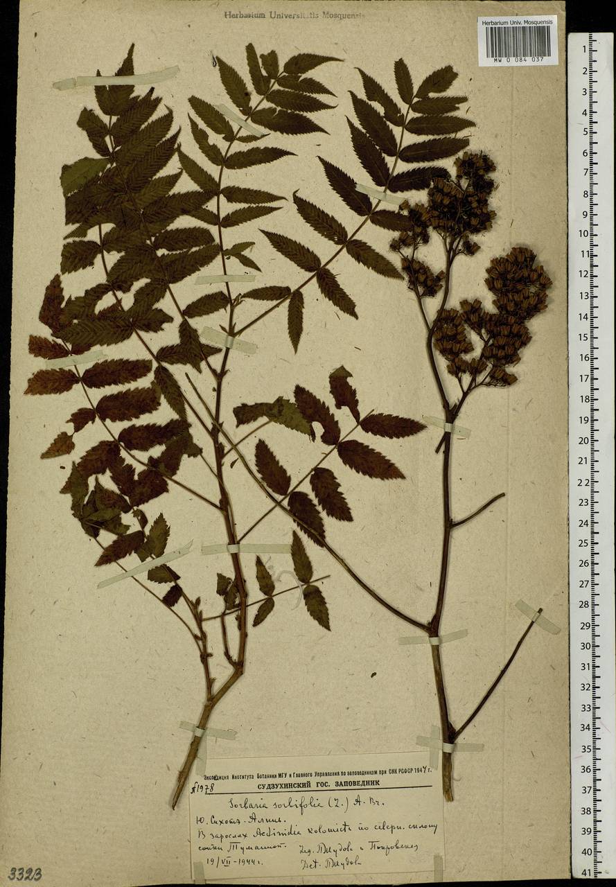 Sorbaria sorbifolia (L.) A. Braun, Siberia, Russian Far East (S6) (Russia)