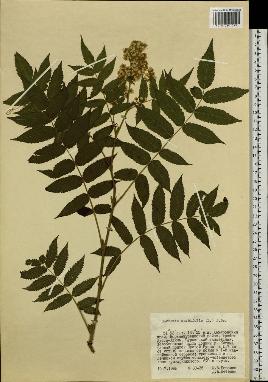 Sorbaria sorbifolia (L.) A.Braun, Siberia, Russian Far East (S6) (Russia)