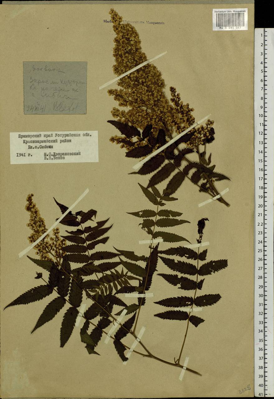 Sorbaria sorbifolia (L.) A. Braun, Siberia, Russian Far East (S6) (Russia)