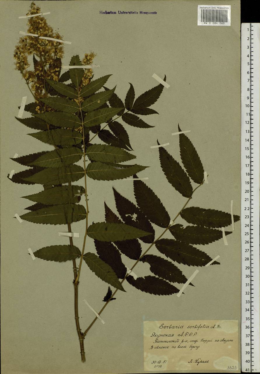 Sorbaria sorbifolia (L.) A. Braun, Siberia, Yakutia (S5) (Russia)