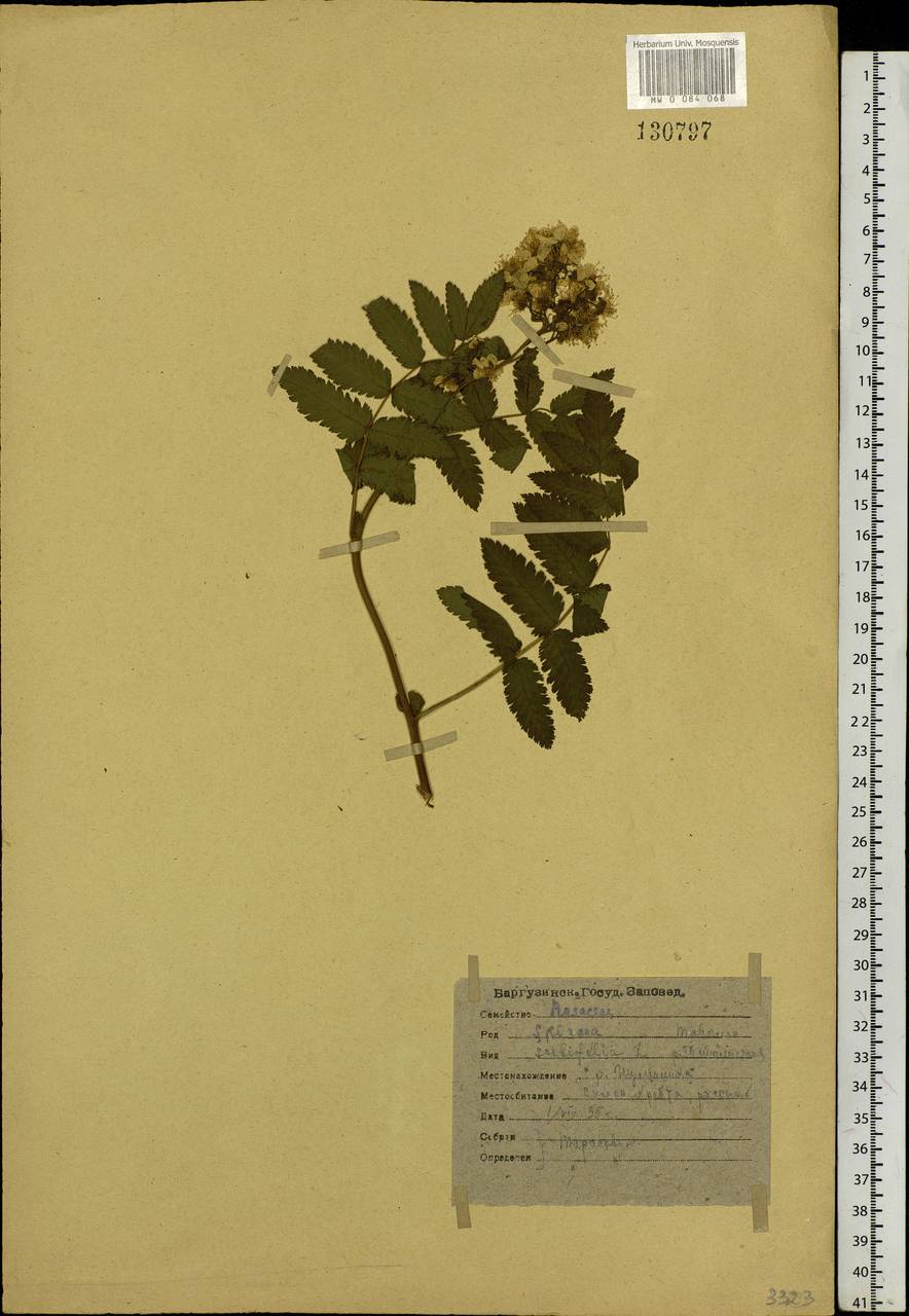 Sorbaria sorbifolia (L.) A.Braun, Siberia, Baikal & Transbaikal region (S4) (Russia)