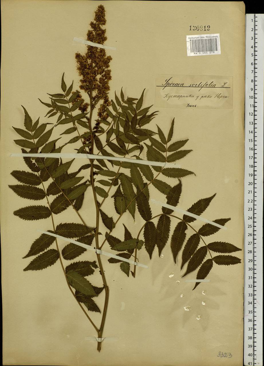 Sorbaria sorbifolia (L.) A. Braun, Siberia, Baikal & Transbaikal region (S4) (Russia)