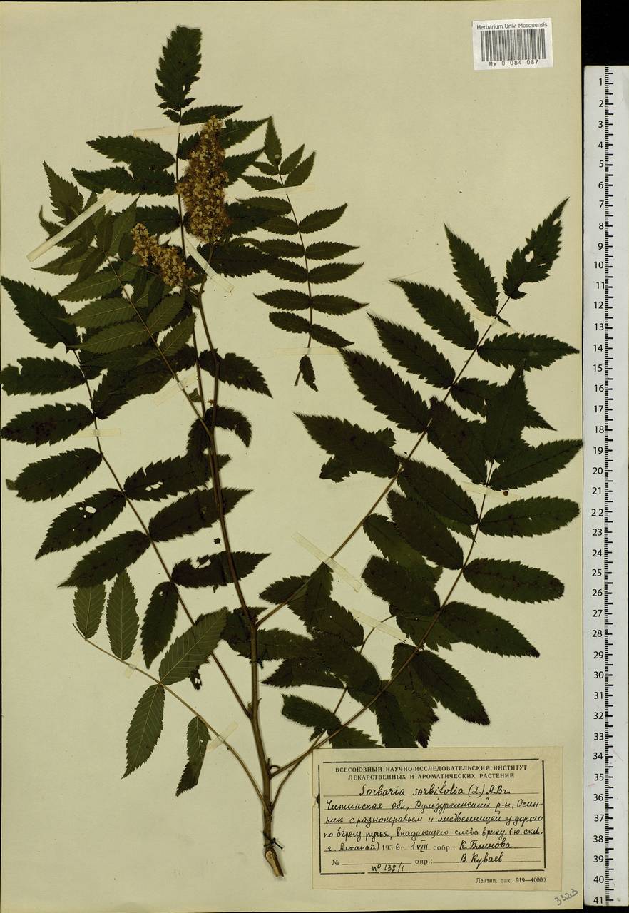 Sorbaria sorbifolia (L.) A. Braun, Siberia, Baikal & Transbaikal region (S4) (Russia)