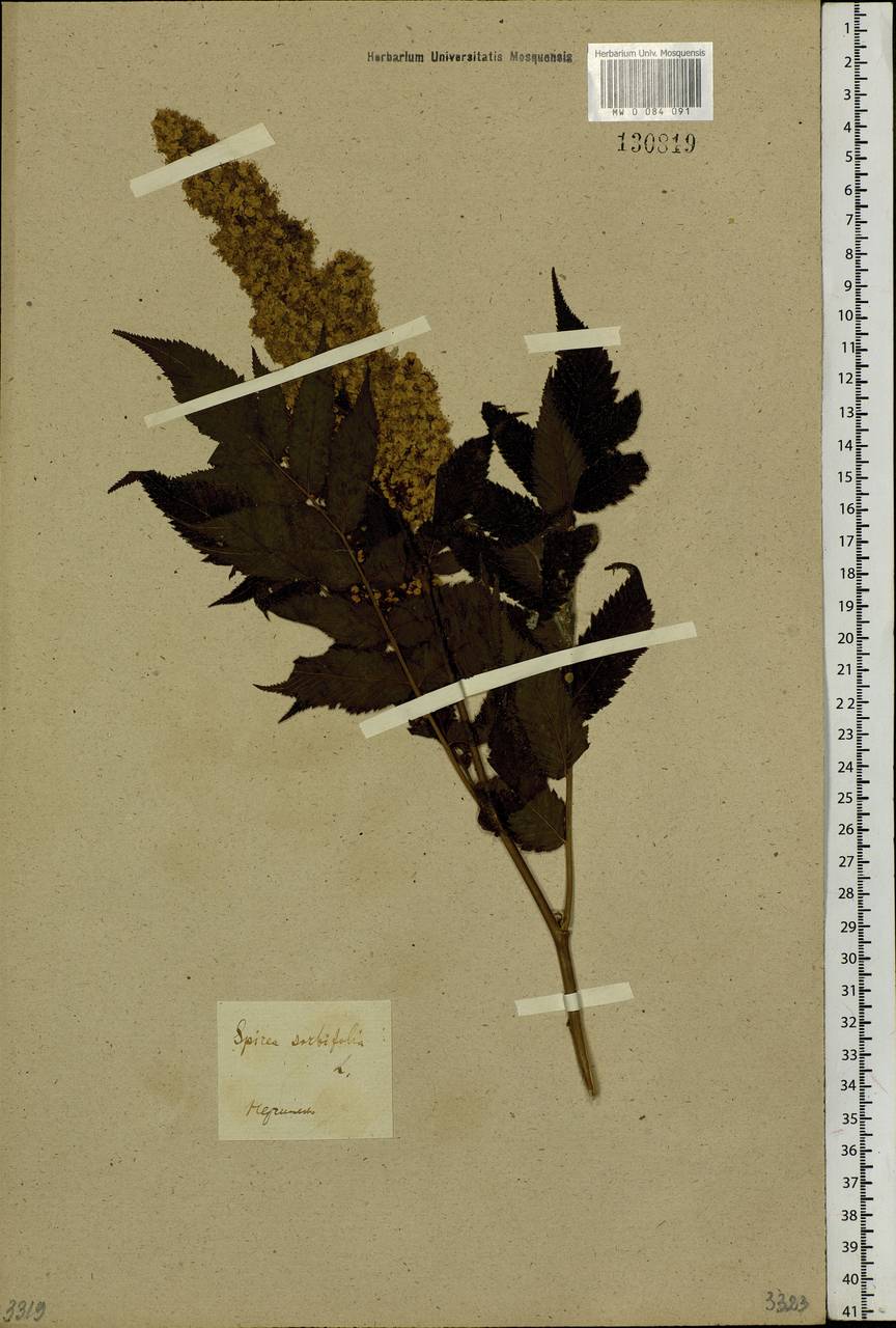 Sorbaria sorbifolia (L.) A. Braun, Siberia, Baikal & Transbaikal region (S4) (Russia)