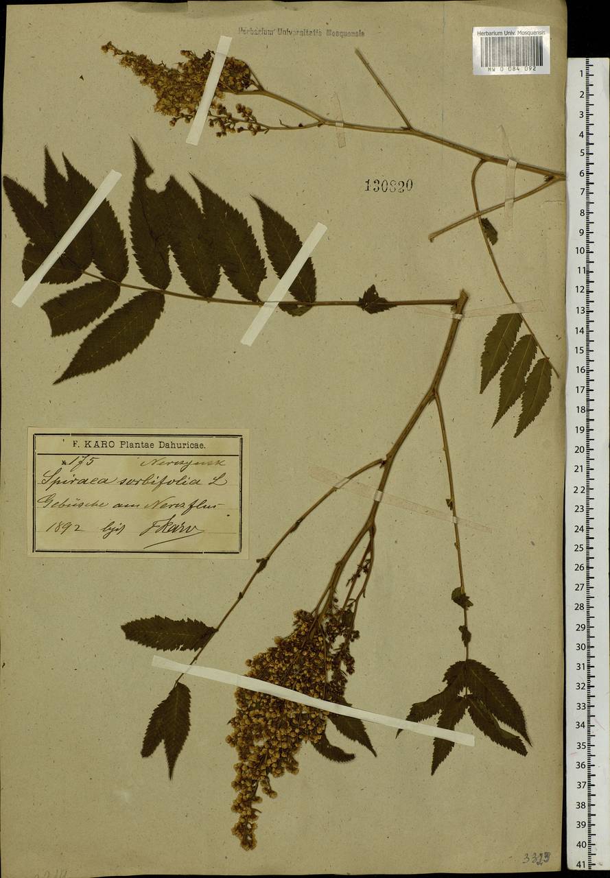 Sorbaria sorbifolia (L.) A. Braun, Siberia, Baikal & Transbaikal region (S4) (Russia)