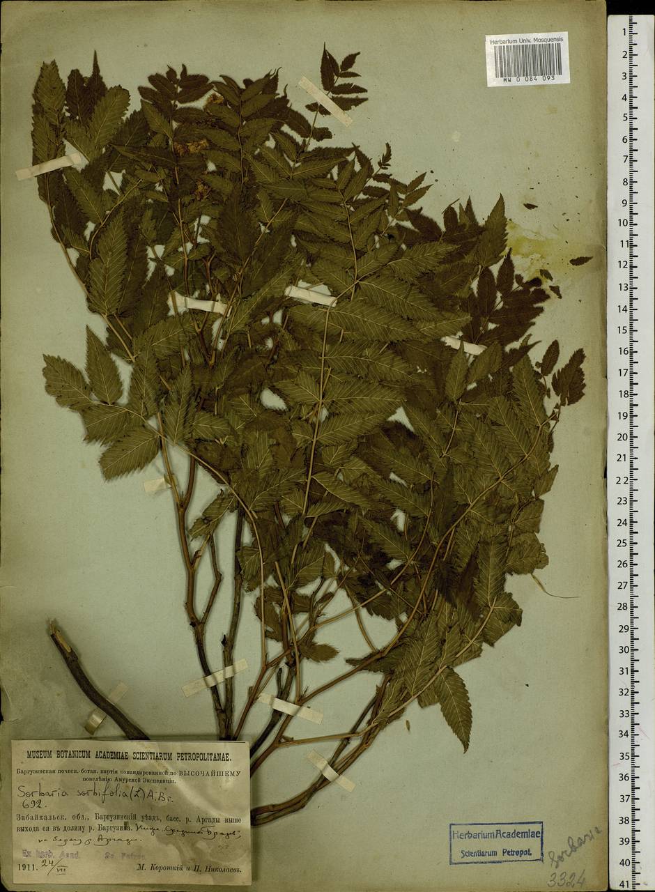 Sorbaria sorbifolia (L.) A. Braun, Siberia, Baikal & Transbaikal region (S4) (Russia)