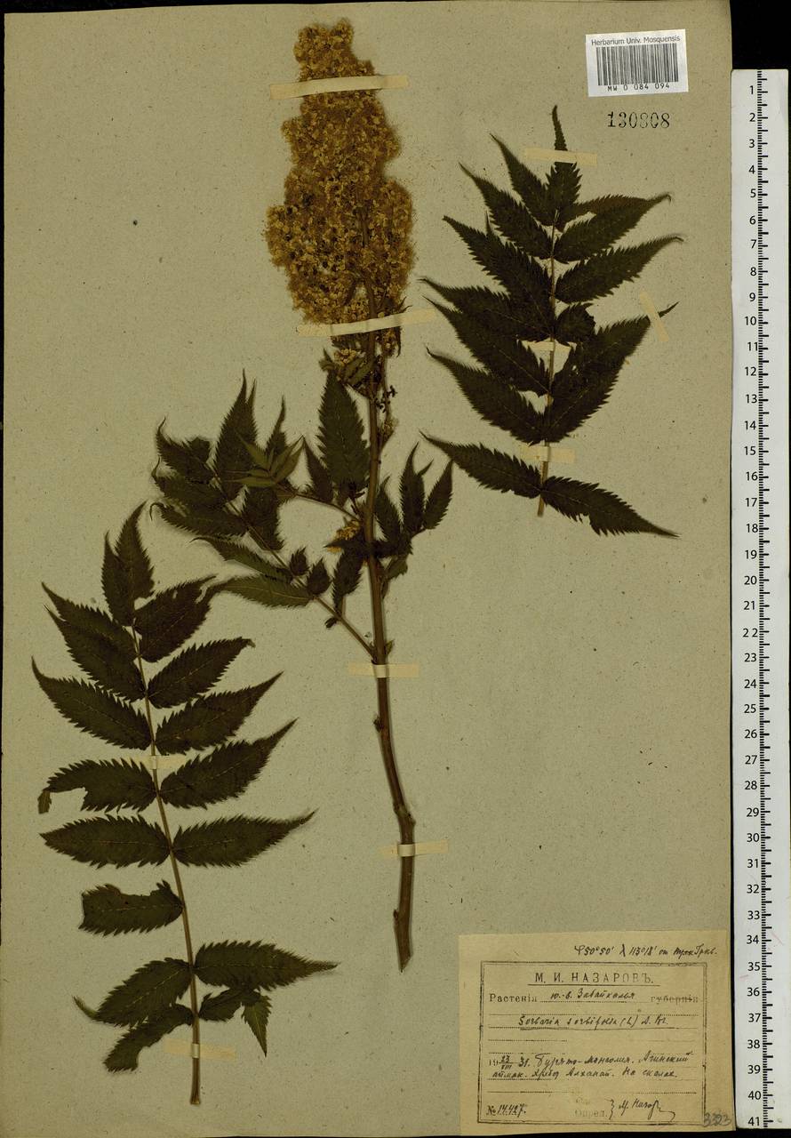 Sorbaria sorbifolia (L.) A. Braun, Siberia, Baikal & Transbaikal region (S4) (Russia)
