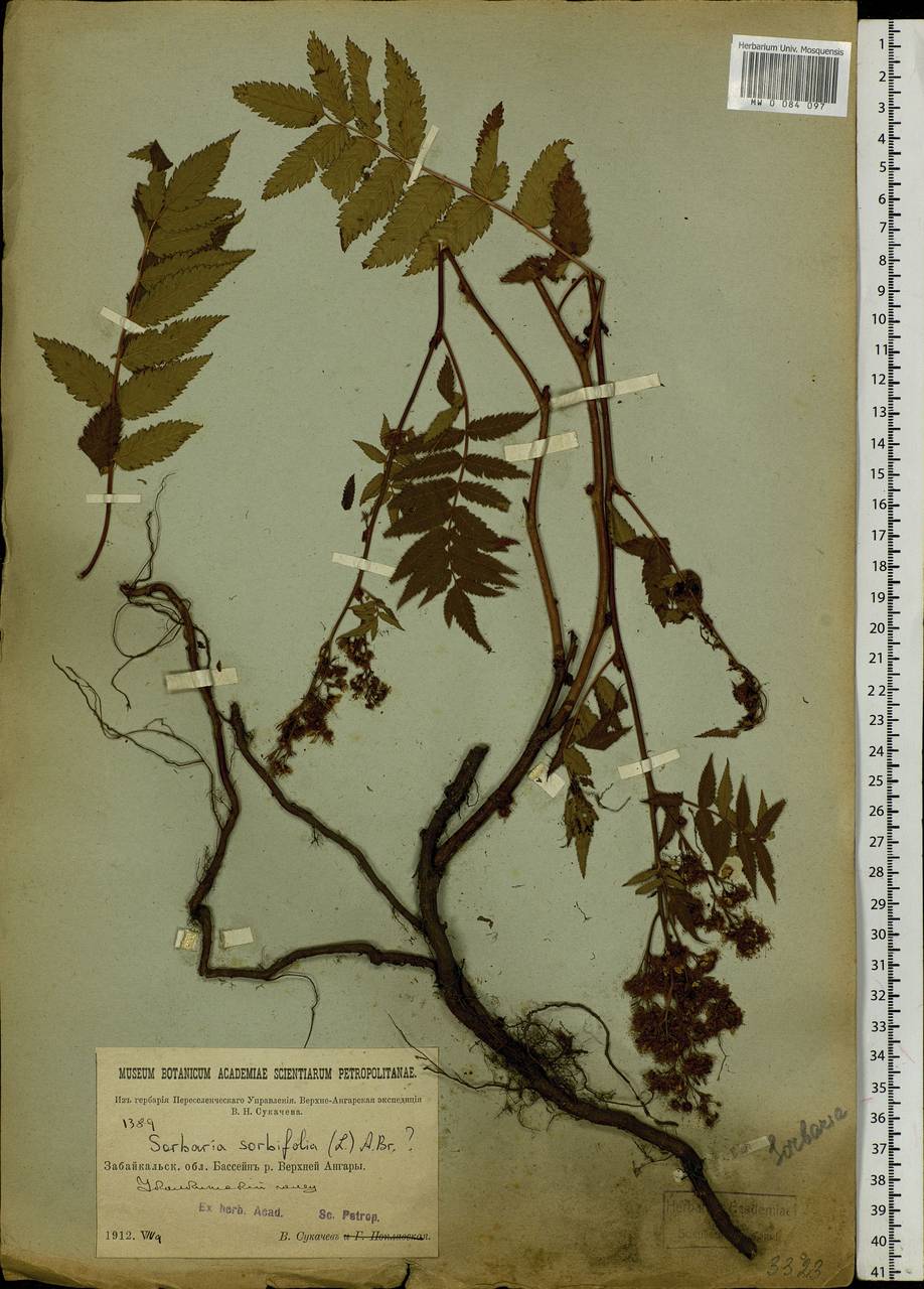 Sorbaria sorbifolia (L.) A. Braun, Siberia, Baikal & Transbaikal region (S4) (Russia)