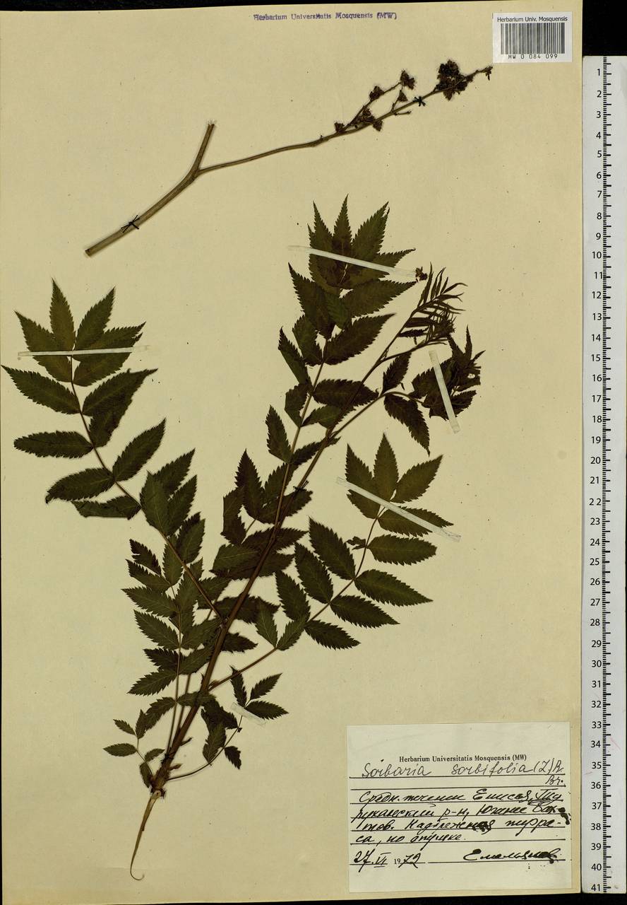 Sorbaria sorbifolia (L.) A. Braun, Siberia, Central Siberia (S3) (Russia)