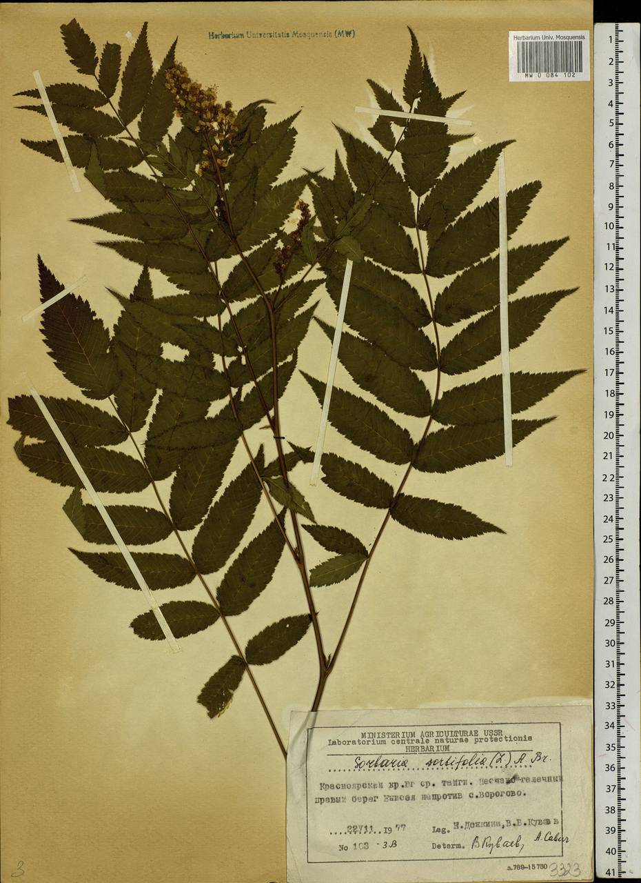 Sorbaria sorbifolia (L.) A. Braun, Siberia, Central Siberia (S3) (Russia)