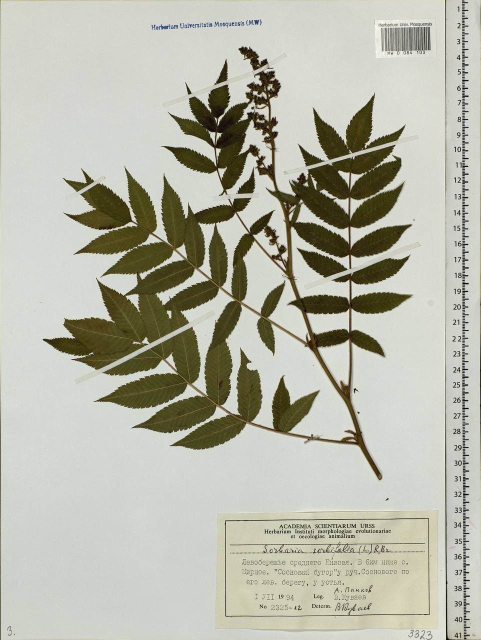 Sorbaria sorbifolia (L.) A. Braun, Siberia, Central Siberia (S3) (Russia)