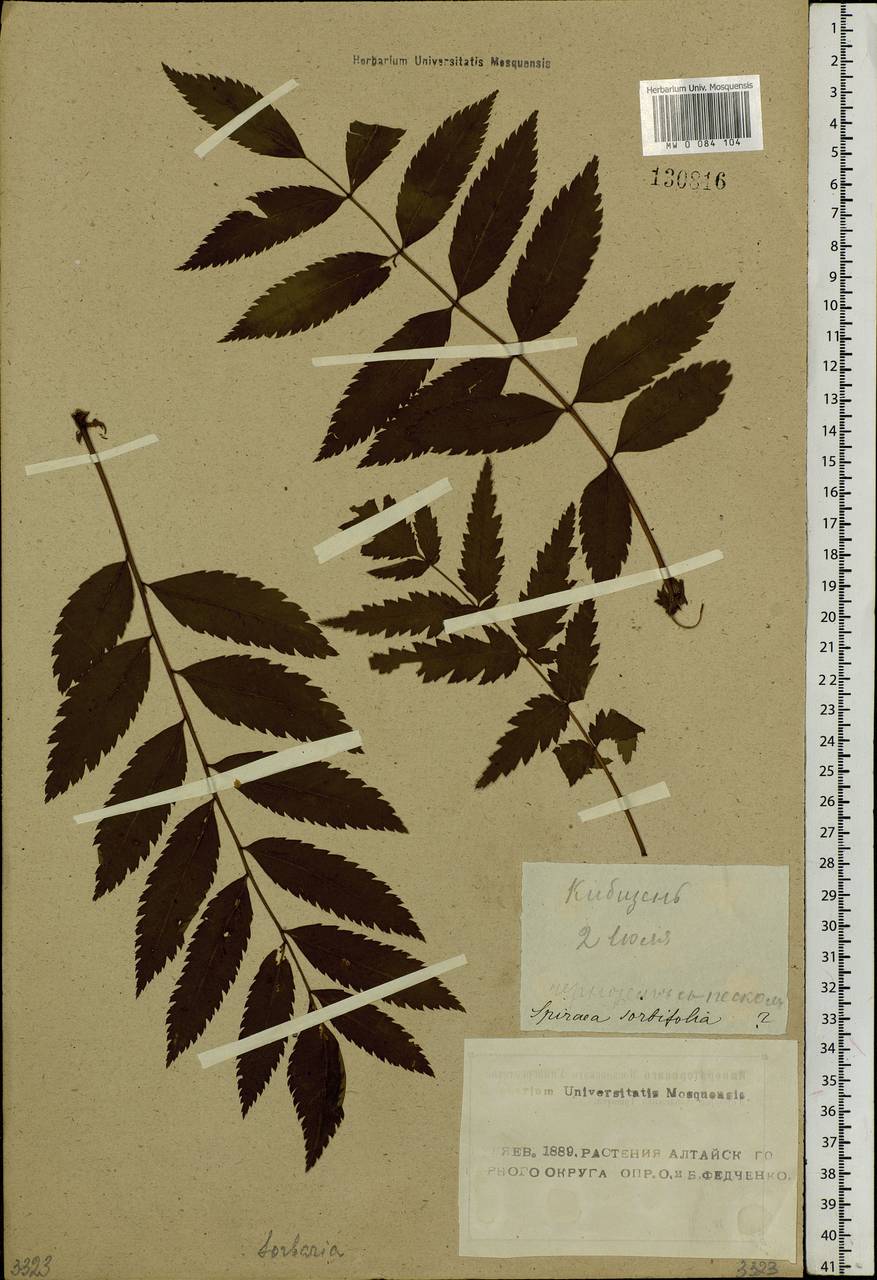 Sorbaria sorbifolia (L.) A. Braun, Siberia, Altai & Sayany Mountains (S2) (Russia)