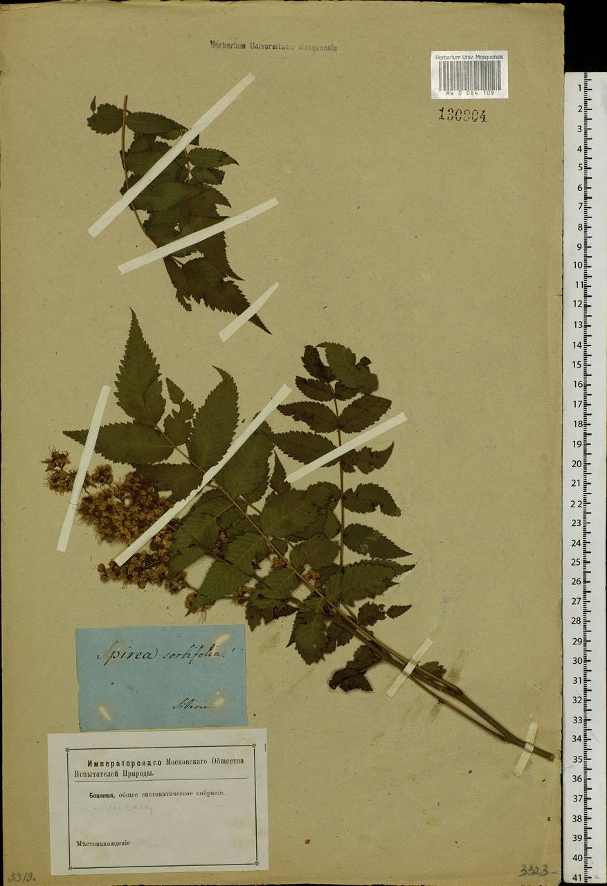 Sorbaria sorbifolia (L.) A. Braun, Siberia, Altai & Sayany Mountains (S2) (Russia)