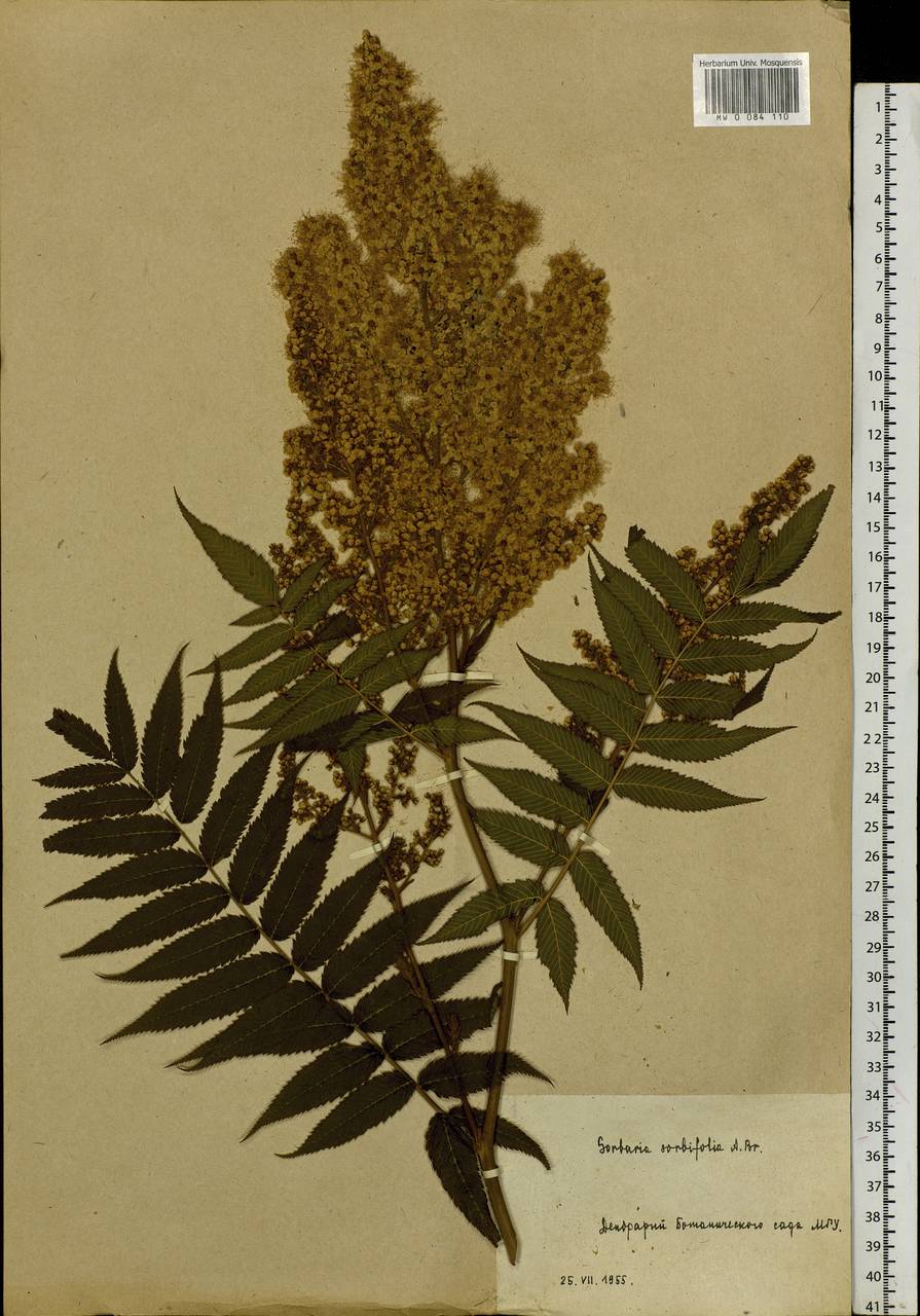 Sorbaria sorbifolia (L.) A. Braun, Siberia (no precise locality) (S0) (Russia)