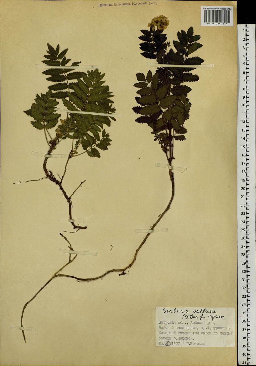 Sorbaria pallasii (G. Don) Pojark., Siberia, Russian Far East (S6) (Russia)