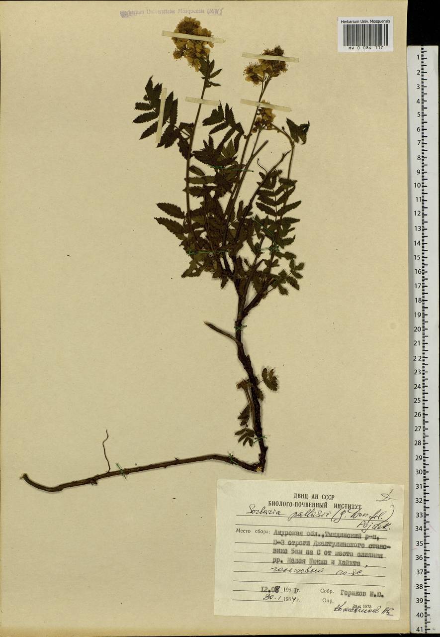 Sorbaria pallasii (G. Don) Pojark., Siberia, Russian Far East (S6) (Russia)