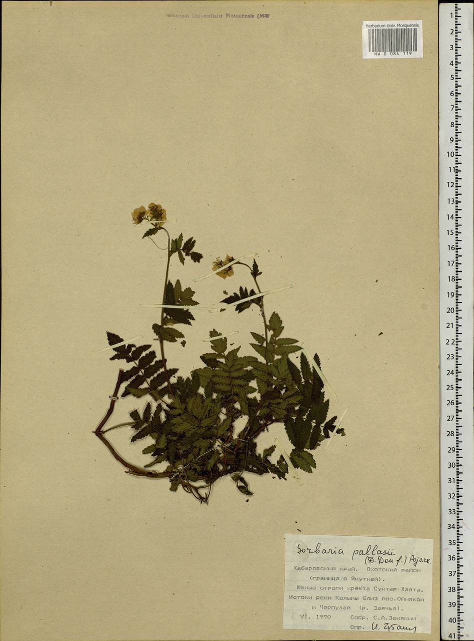 Sorbaria pallasii (G. Don) Pojark., Siberia, Russian Far East (S6) (Russia)