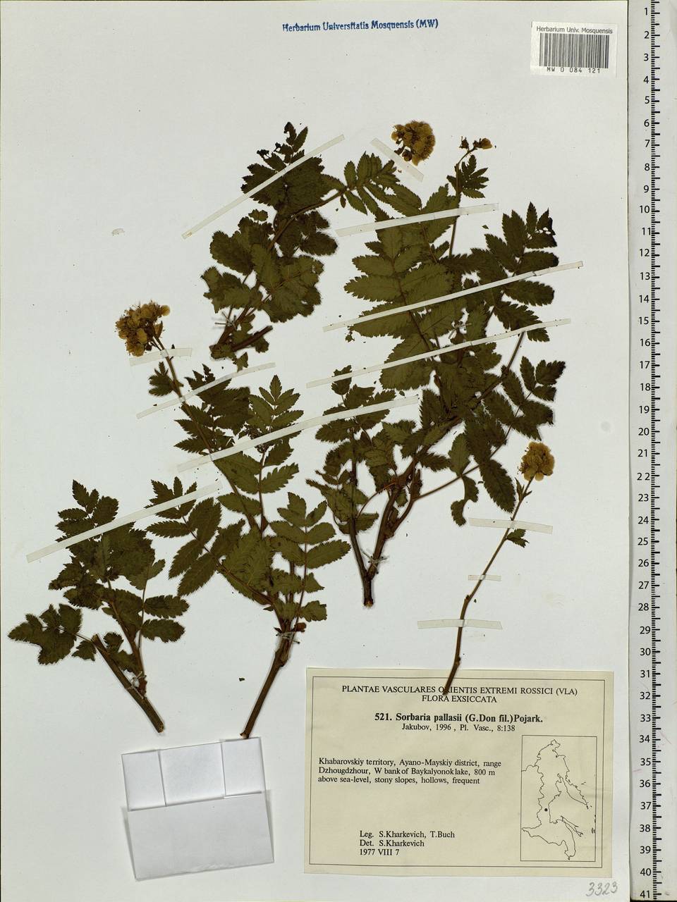 Sorbaria pallasii (G. Don) Pojark., Siberia, Russian Far East (S6) (Russia)