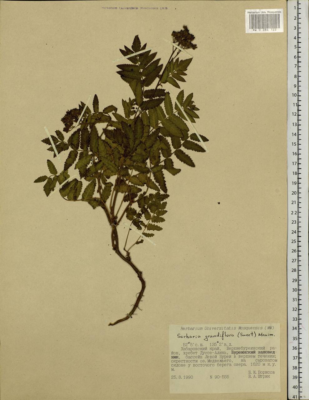 Sorbaria pallasii (G. Don) Pojark., Siberia, Russian Far East (S6) (Russia)