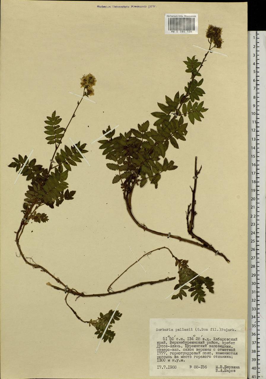 Sorbaria pallasii (G.Don) Pojark., Siberia, Russian Far East (S6) (Russia)