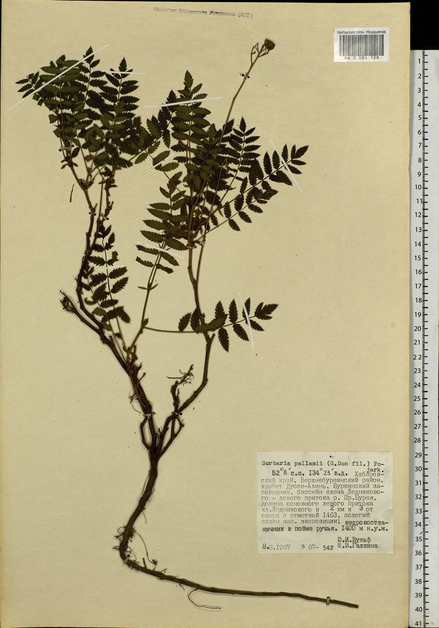 Sorbaria pallasii (G. Don) Pojark., Siberia, Russian Far East (S6) (Russia)