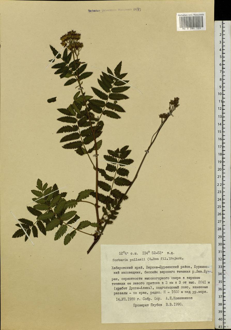 Sorbaria pallasii (G. Don) Pojark., Siberia, Russian Far East (S6) (Russia)