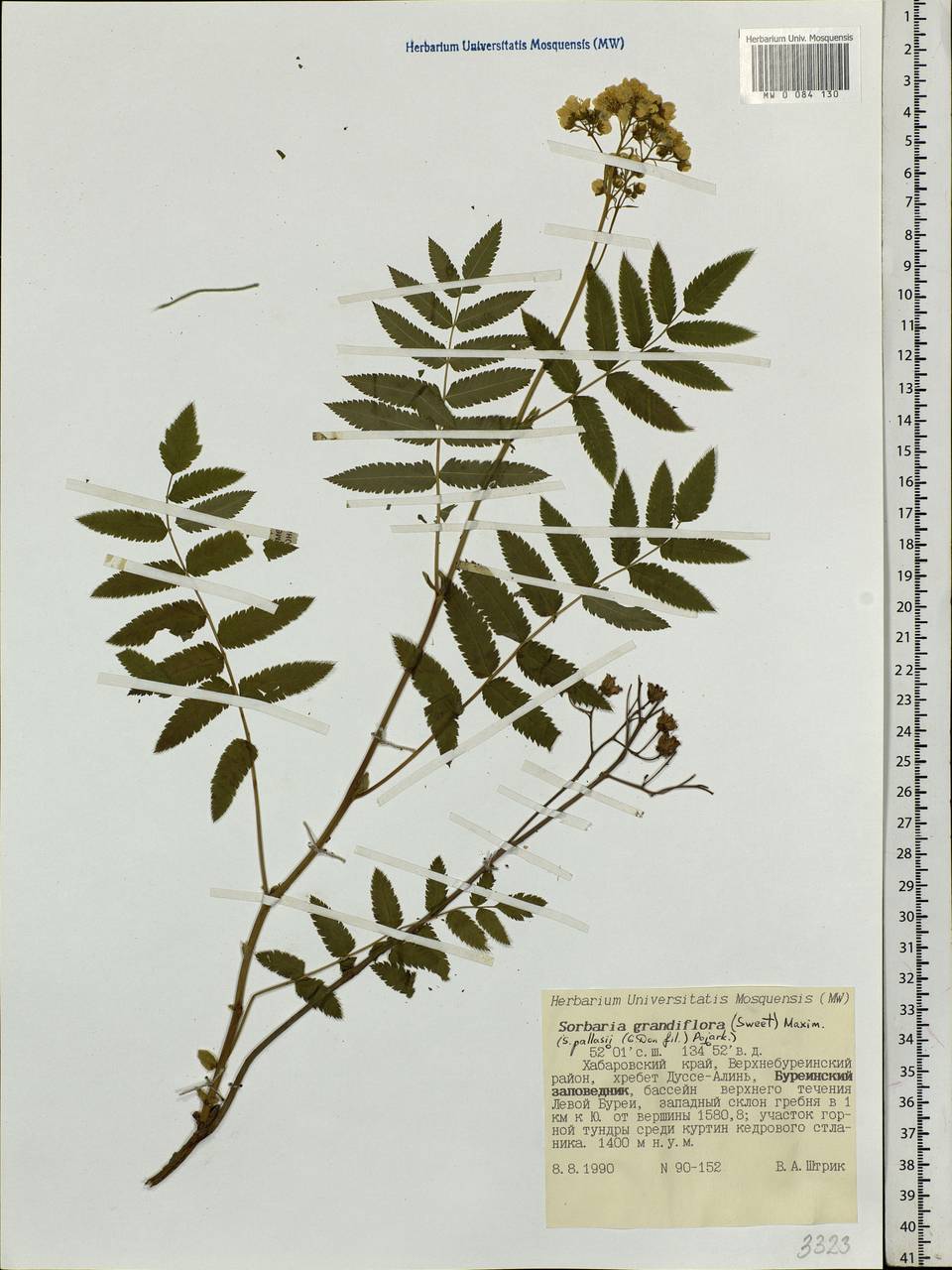 Sorbaria pallasii (G. Don) Pojark., Siberia, Russian Far East (S6) (Russia)
