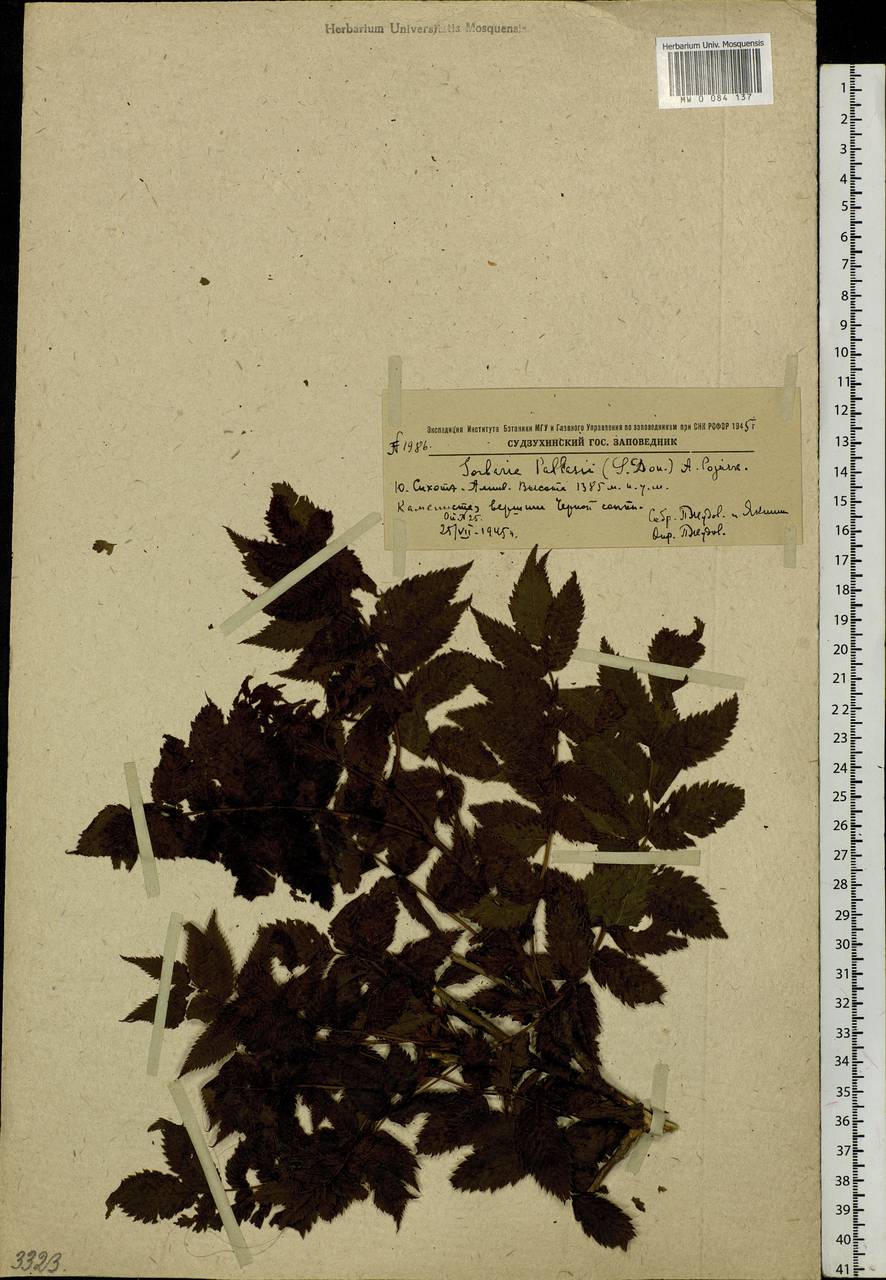 Sorbaria pallasii (G. Don) Pojark., Siberia, Russian Far East (S6) (Russia)