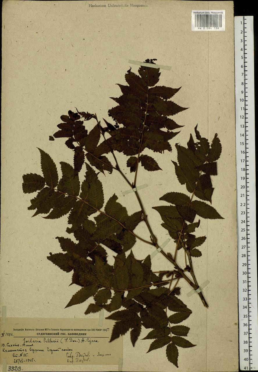 Sorbaria pallasii (G. Don) Pojark., Siberia, Russian Far East (S6) (Russia)