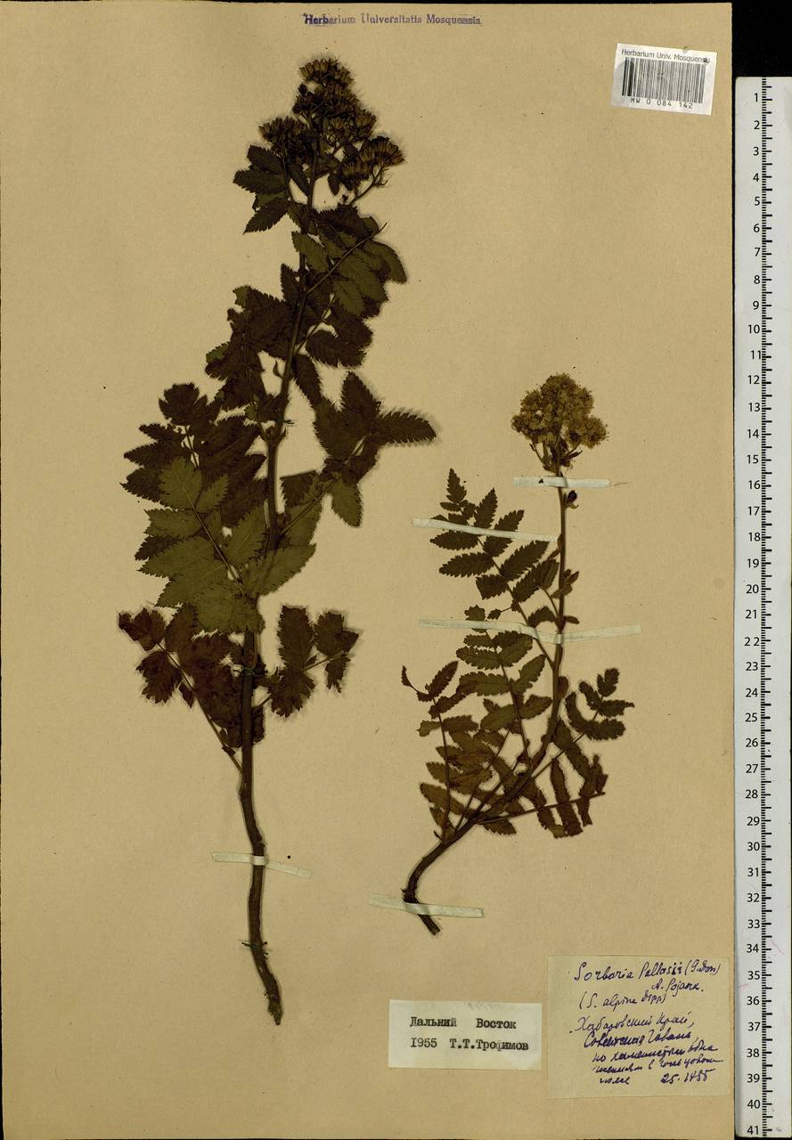 Sorbaria pallasii (G. Don) Pojark., Siberia, Russian Far East (S6) (Russia)