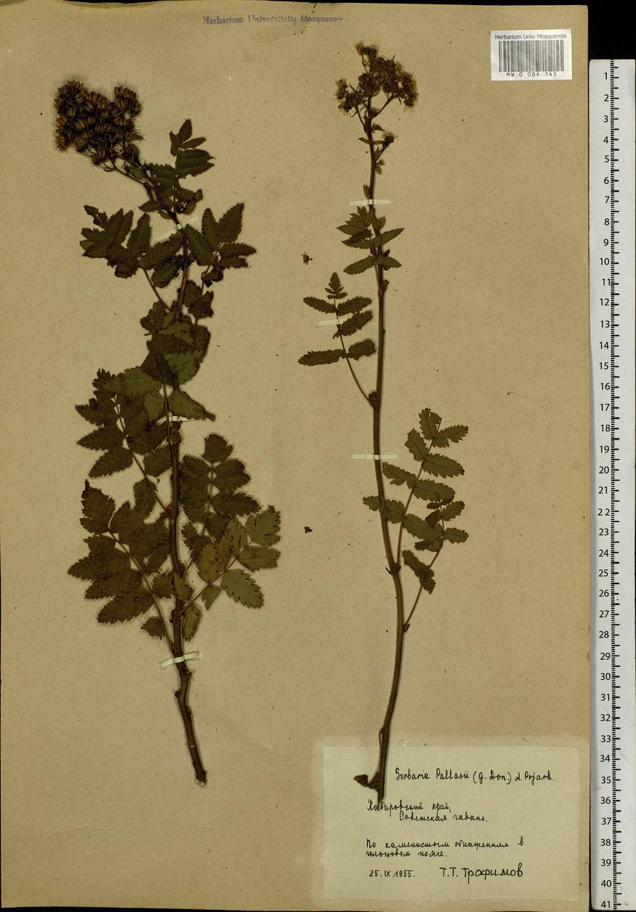 Sorbaria pallasii (G. Don) Pojark., Siberia, Russian Far East (S6) (Russia)