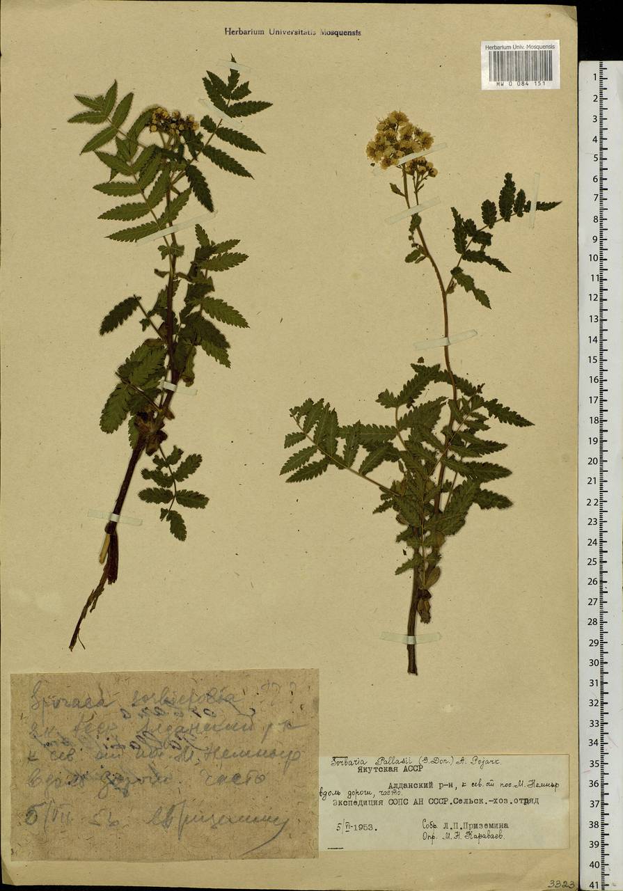 Sorbaria pallasii (G. Don) Pojark., Siberia, Yakutia (S5) (Russia)