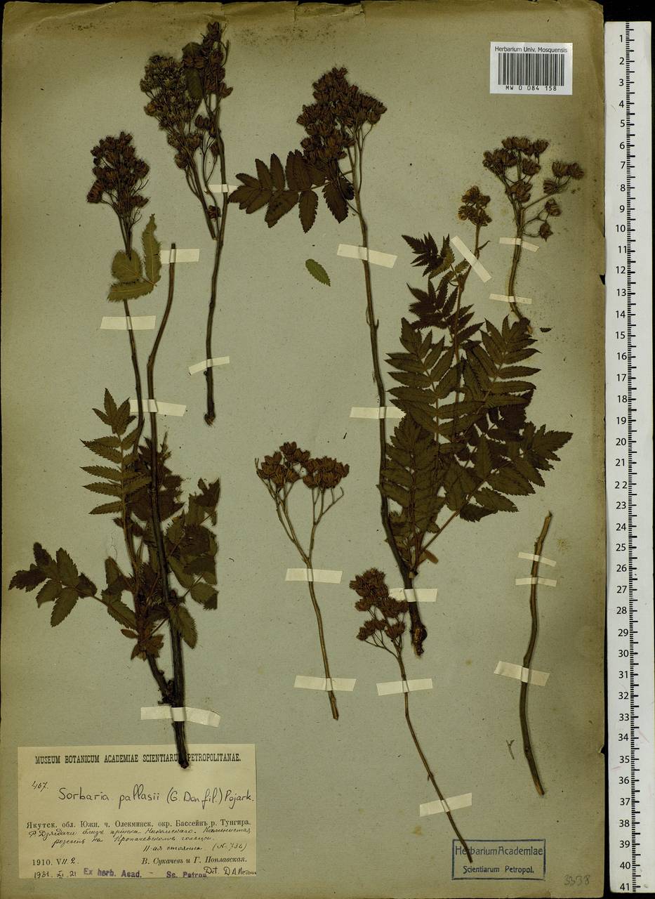 Sorbaria pallasii (G. Don) Pojark., Siberia, Baikal & Transbaikal region (S4) (Russia)