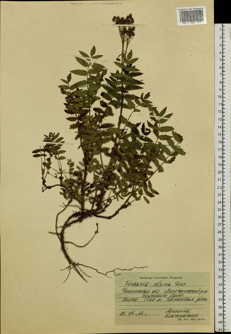Sorbaria pallasii (G. Don) Pojark., Siberia, Baikal & Transbaikal region (S4) (Russia)