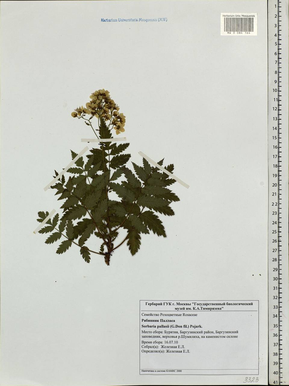 Sorbaria pallasii (G. Don) Pojark., Siberia, Baikal & Transbaikal region (S4) (Russia)