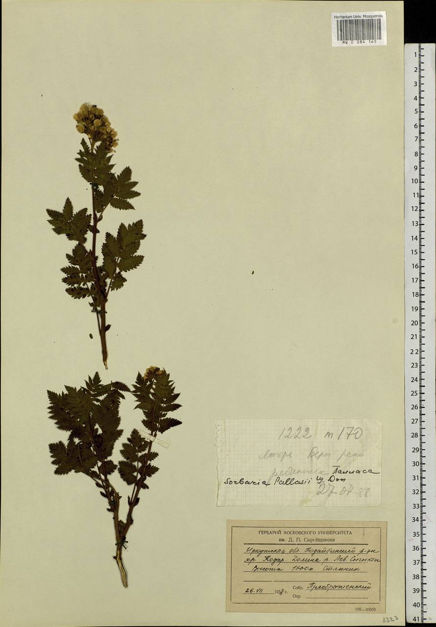 Sorbaria pallasii (G. Don) Pojark., Siberia, Baikal & Transbaikal region (S4) (Russia)