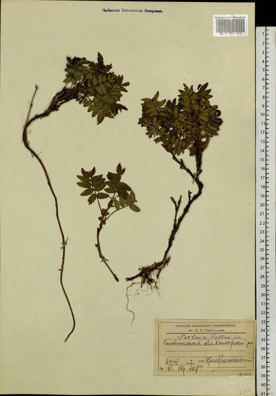 Sorbaria pallasii (G. Don) Pojark., Siberia, Baikal & Transbaikal region (S4) (Russia)