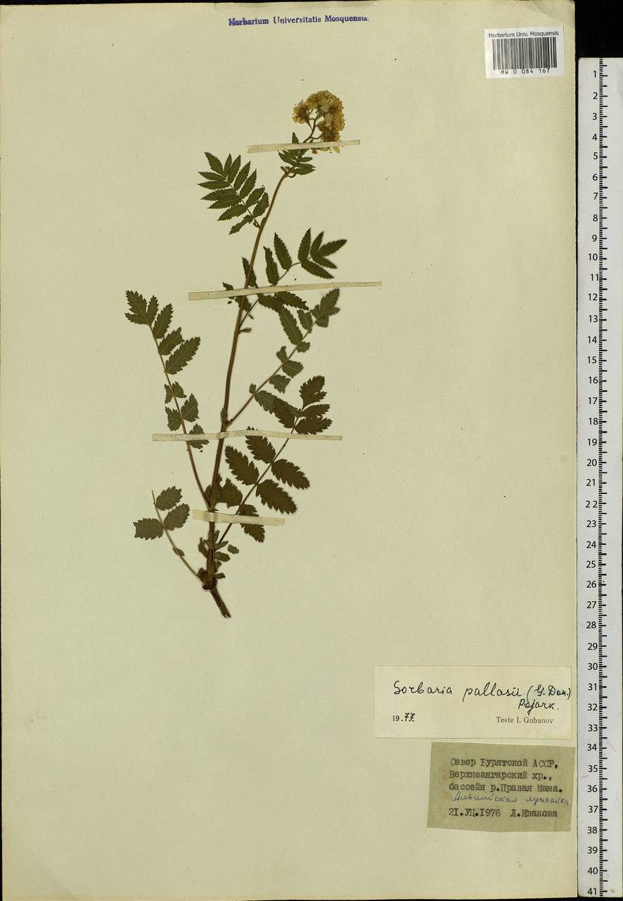 Sorbaria pallasii (G. Don) Pojark., Siberia, Baikal & Transbaikal region (S4) (Russia)