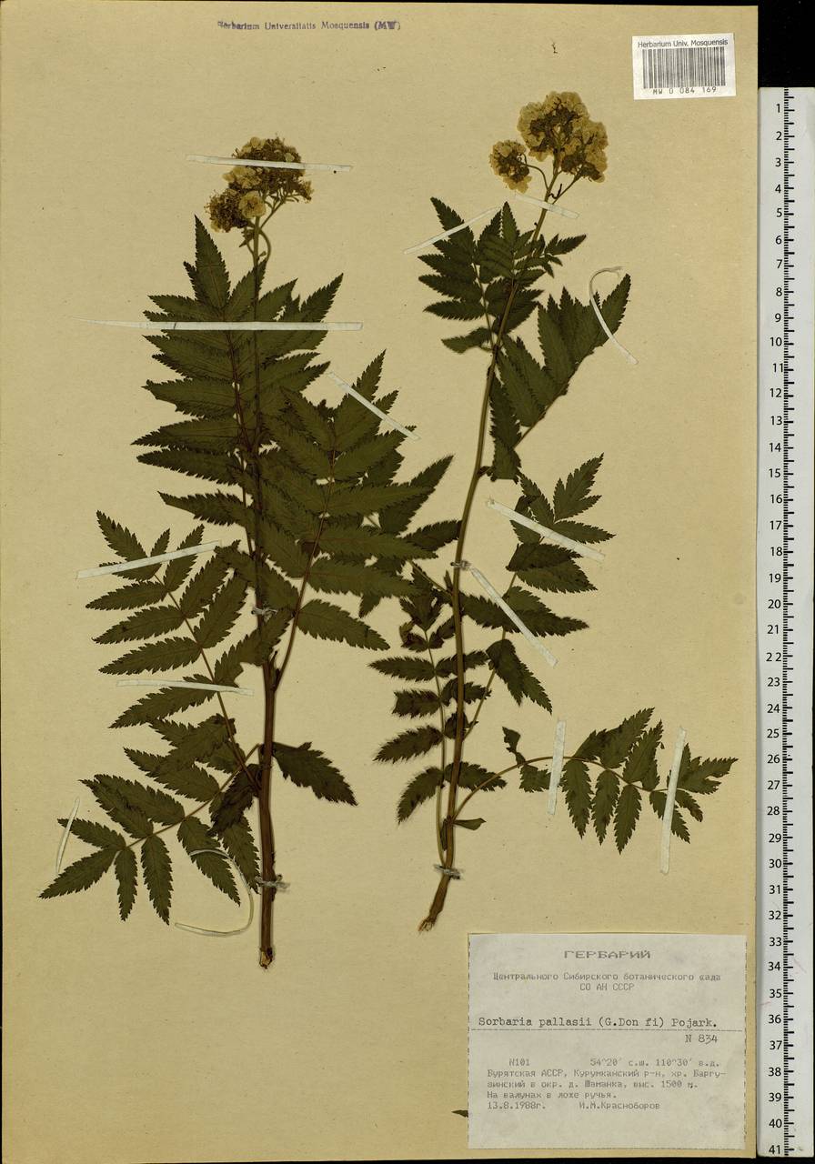 Sorbaria pallasii (G. Don) Pojark., Siberia, Baikal & Transbaikal region (S4) (Russia)