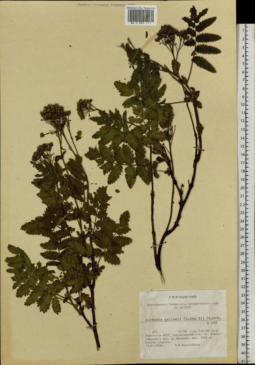 Sorbaria pallasii (G. Don) Pojark., Siberia, Baikal & Transbaikal region (S4) (Russia)