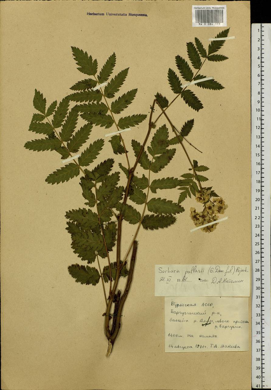 Sorbaria pallasii (G. Don) Pojark., Siberia, Baikal & Transbaikal region (S4) (Russia)